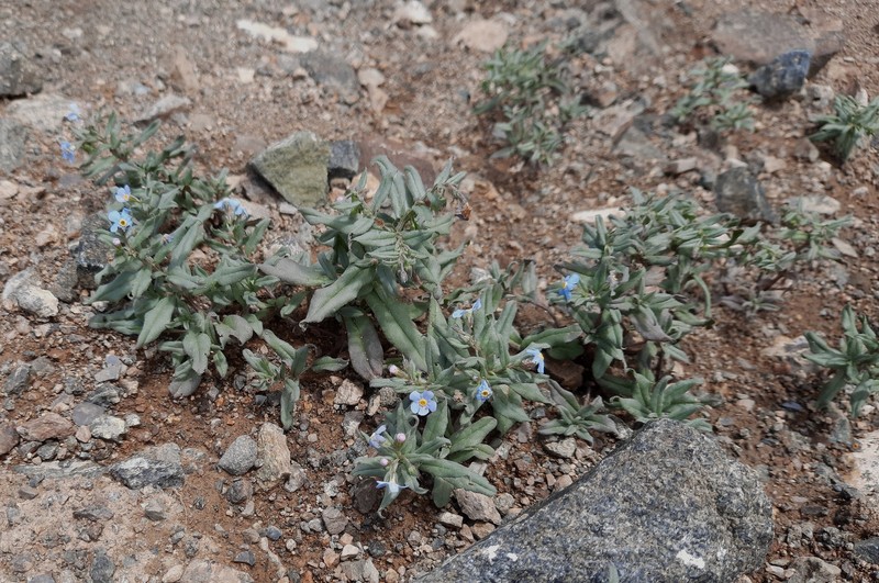 Anoplocaryum turczaninovii photo 4