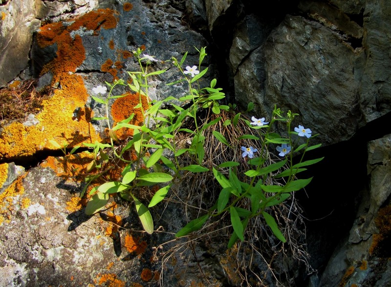 Anoplocaryum turczaninovii photo 5