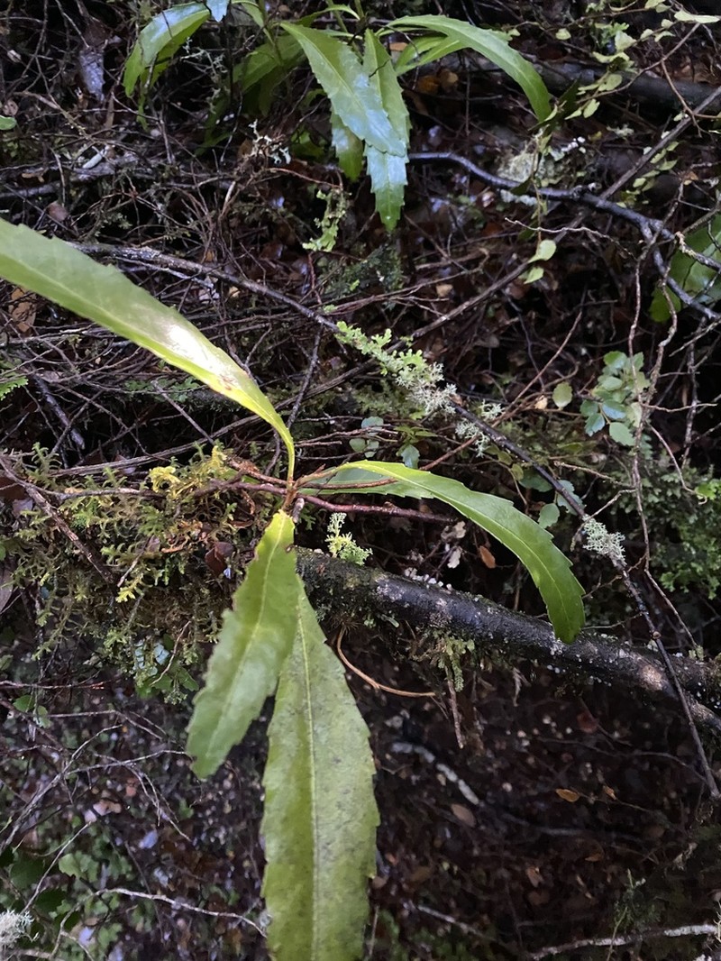 Anopterus glandulosus photo 6