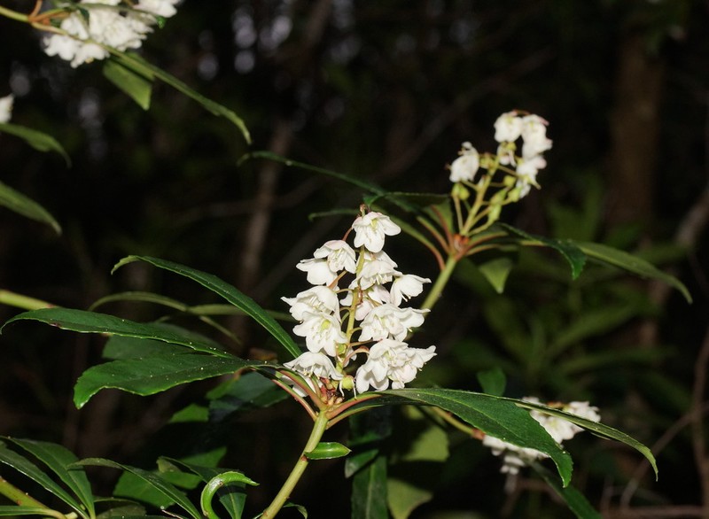 Anopterus glandulosus photo 7