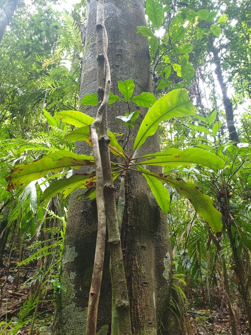 Anopterus macleayanus photo 2