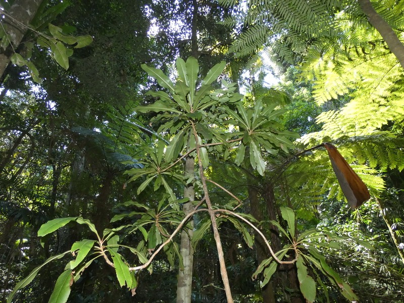 Anopterus macleayanus photo 3