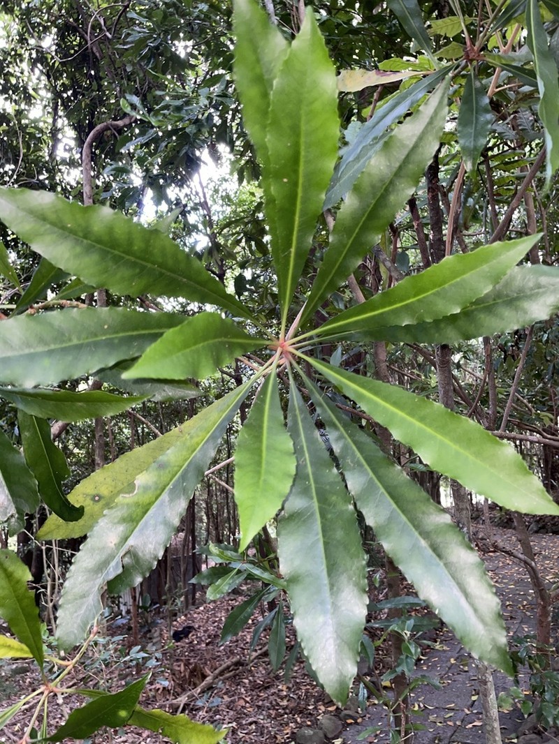 Anopterus macleayanus photo 4