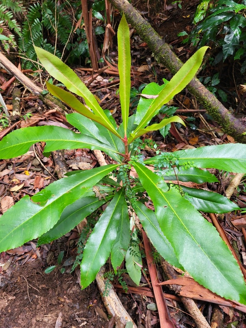 Anopterus macleayanus photo 5