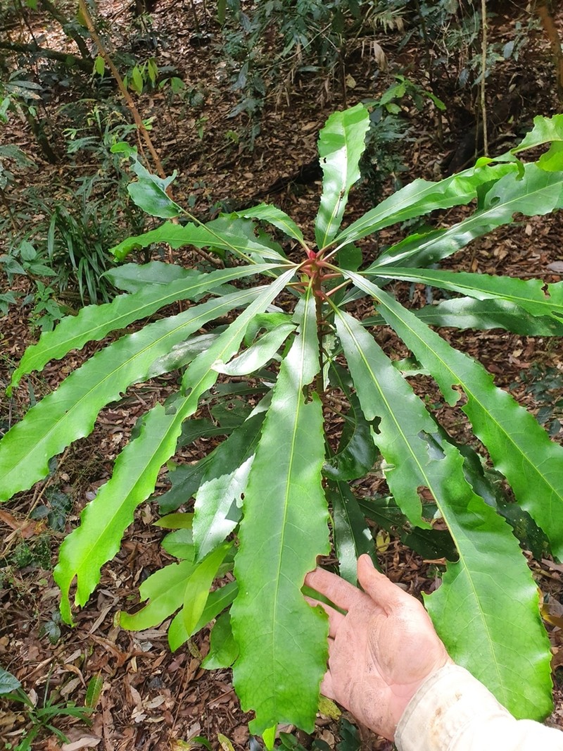 Anopterus macleayanus photo 6