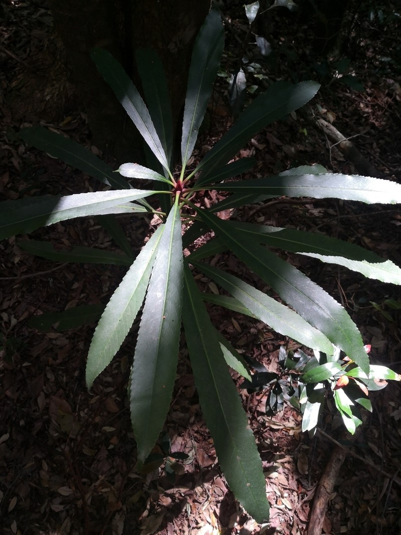 Anopterus macleayanus photo 7