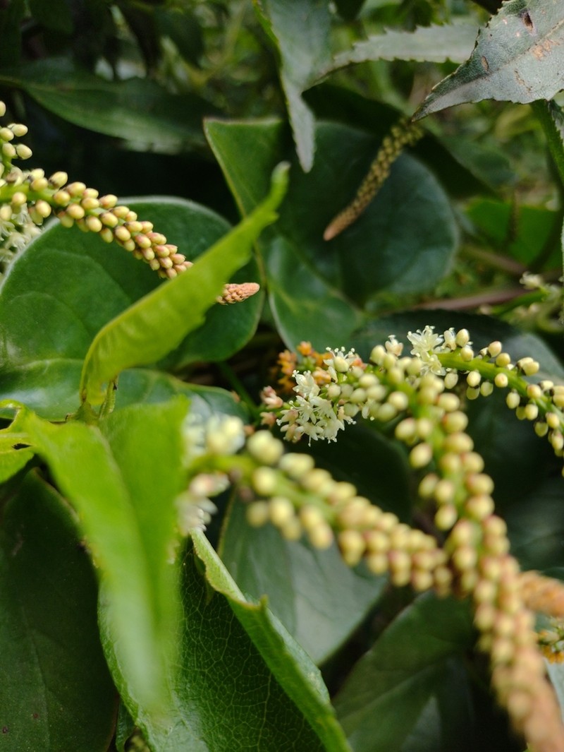 Anredera baselloides