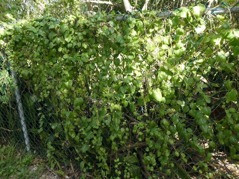 Anredera baselloides photo 2