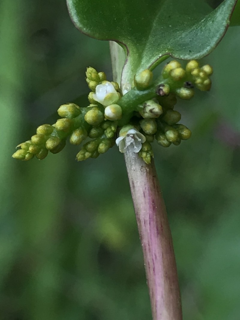 Anredera brachystachys photo 3
