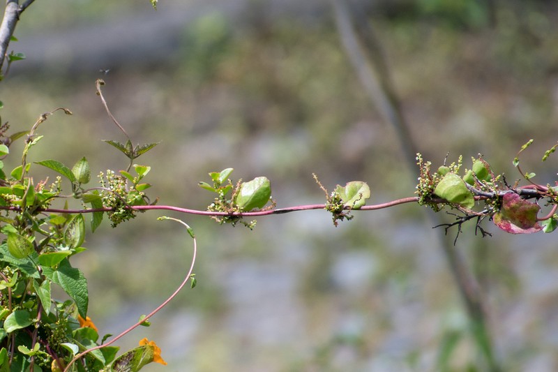 Anredera brachystachys photo 4