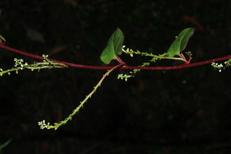 Anredera brachystachys photo 6
