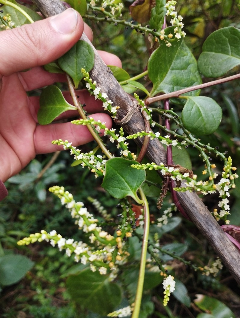 Anredera brachystachys photo 7