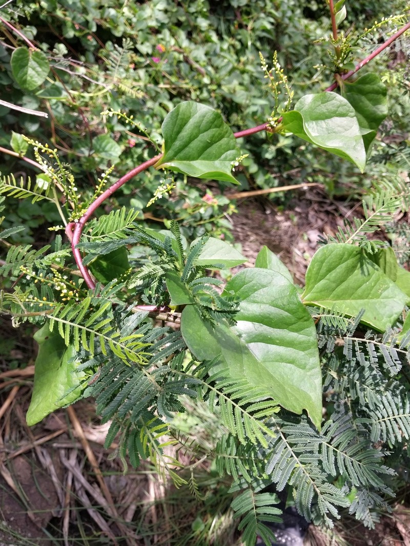 Anredera brachystachys photo 8