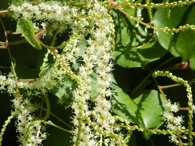 Heartleaf Madeiravine