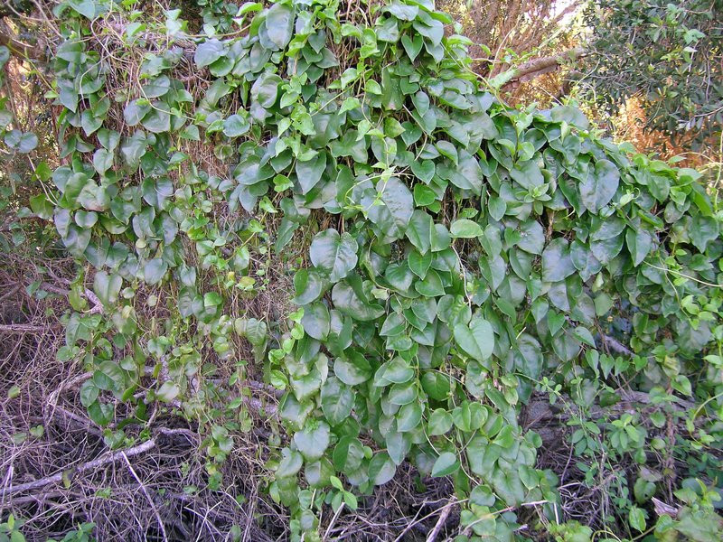 Heartleaf Madeiravine photo 3