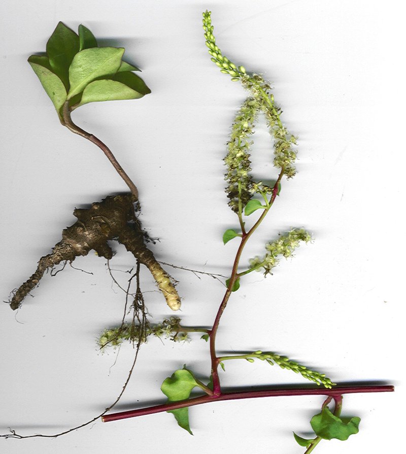 Heartleaf Madeiravine photo 5