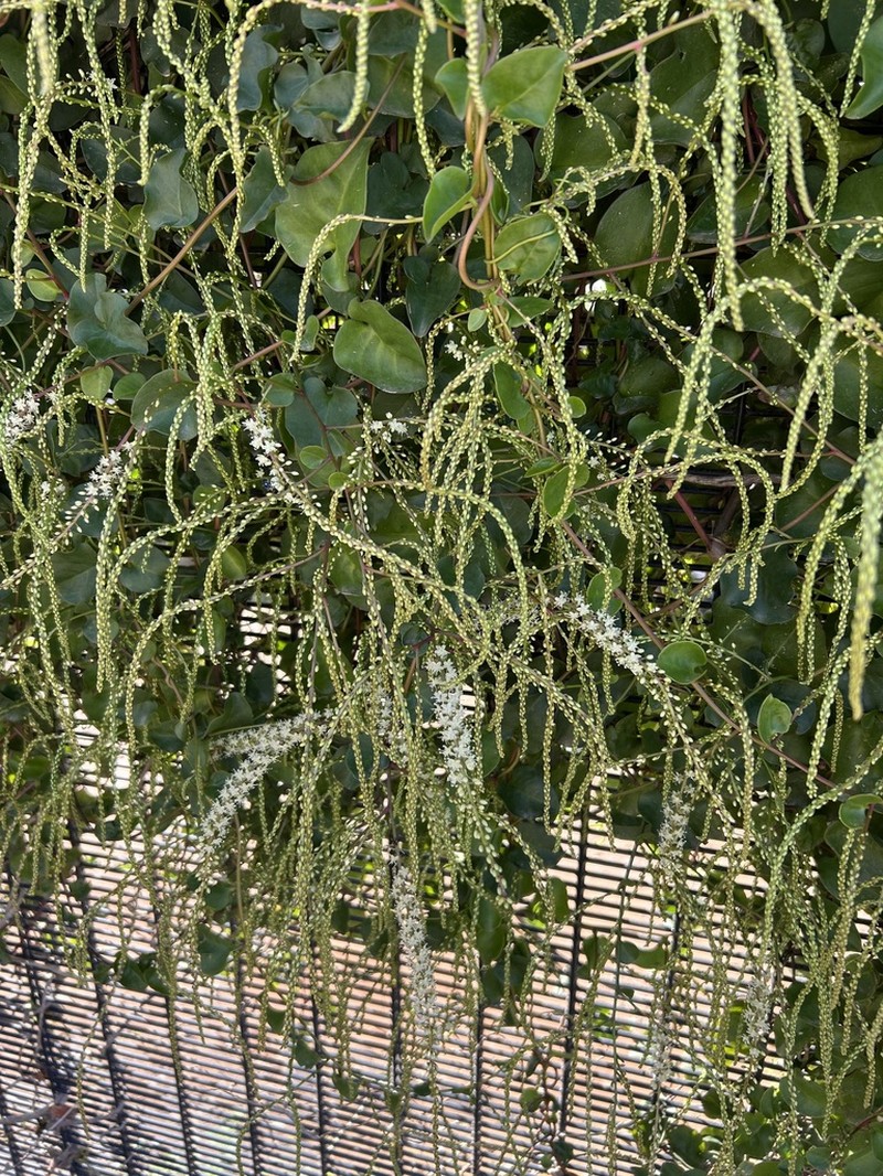 Heartleaf Madeiravine photo 6