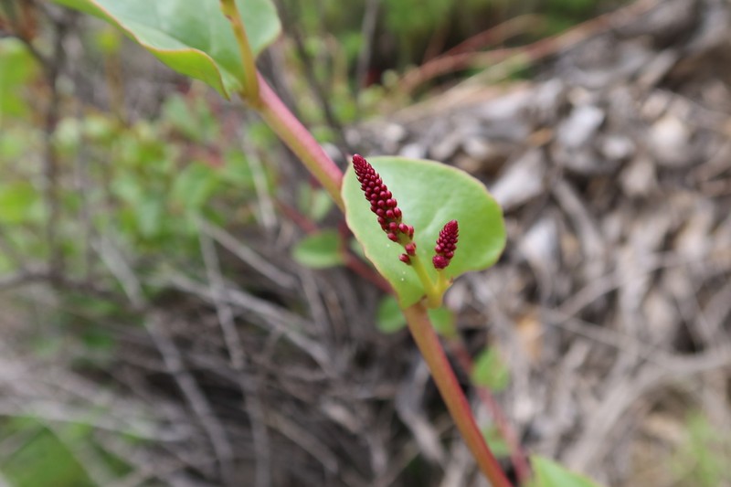 Anredera diffusa