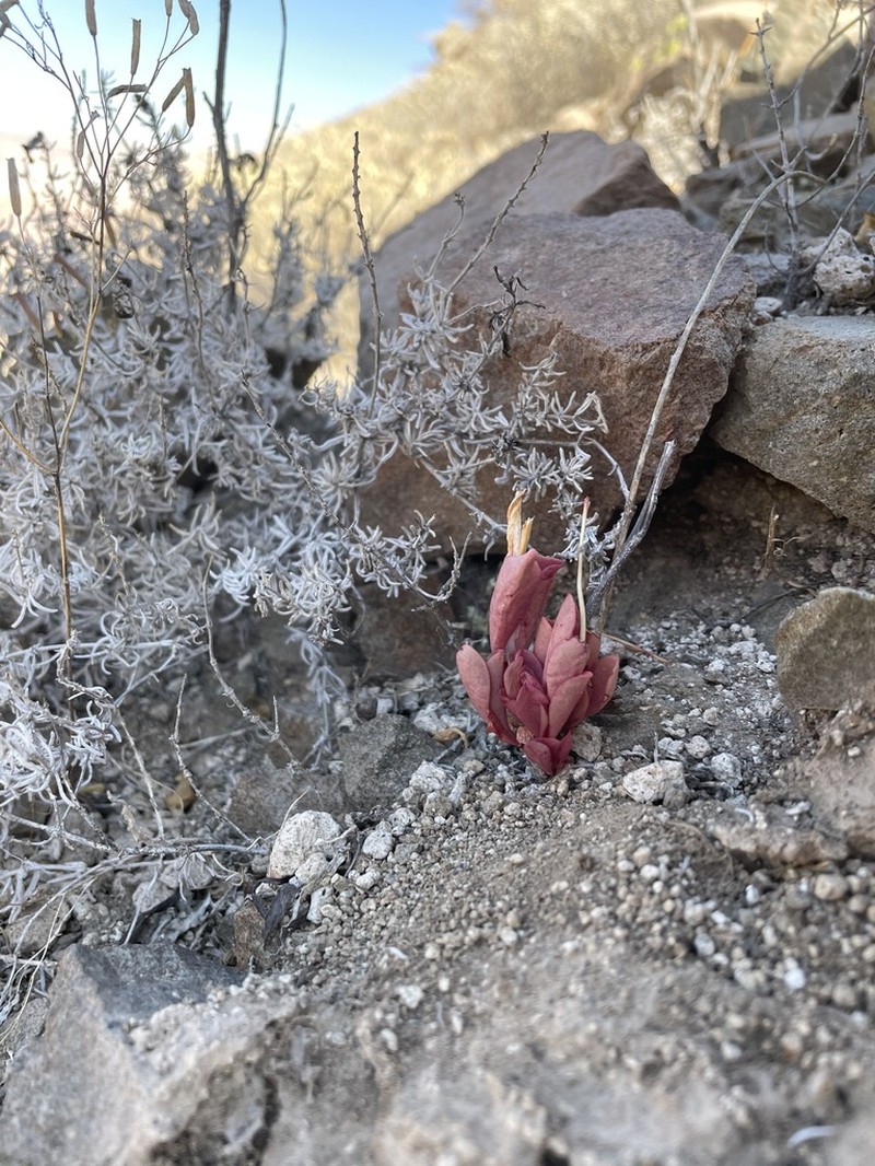 Anredera diffusa photo 2