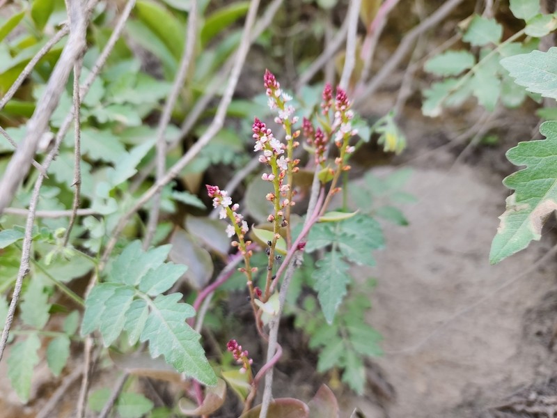 Anredera diffusa photo 3