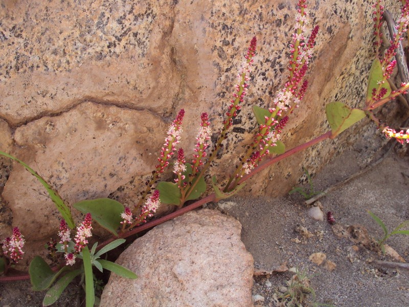 Anredera diffusa photo 4