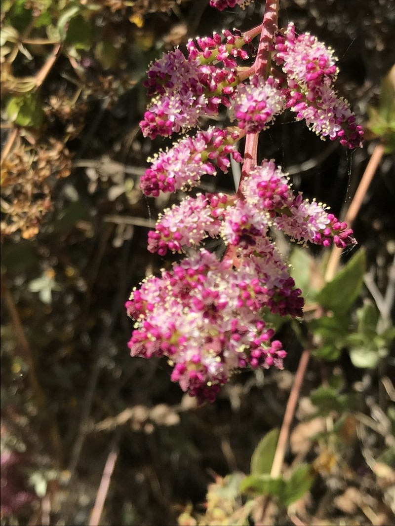 Anredera diffusa photo 5