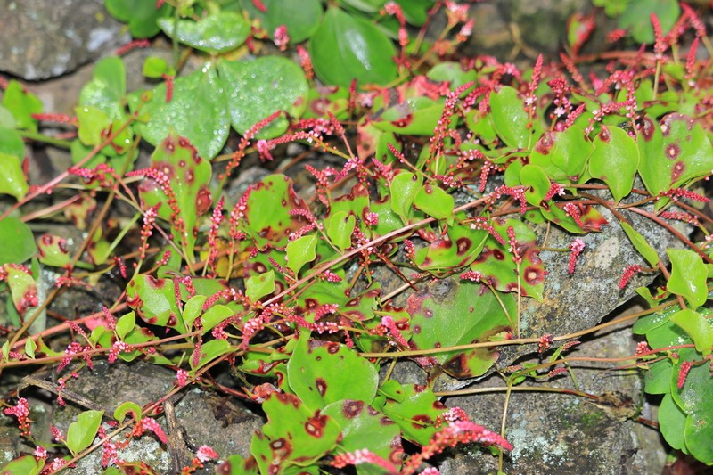 Anredera diffusa photo 6