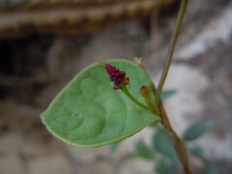 Anredera diffusa photo 7