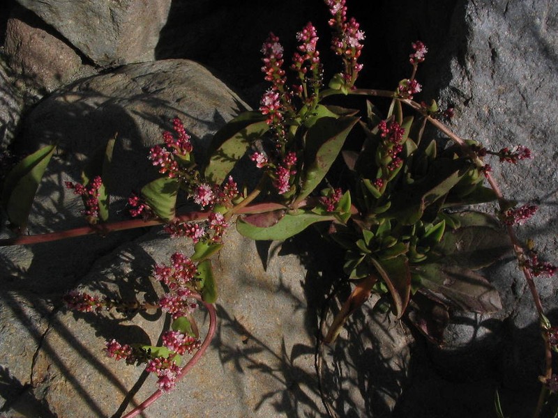 Anredera diffusa photo 8