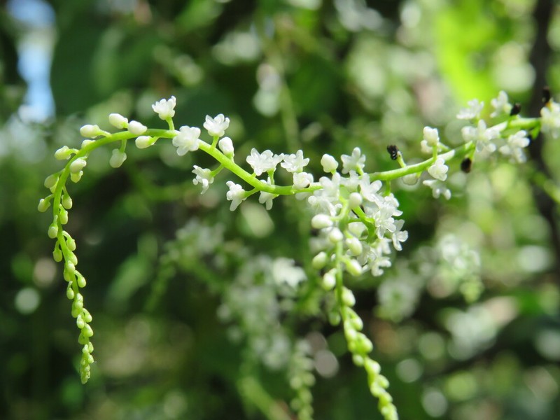 Anredera ramosa