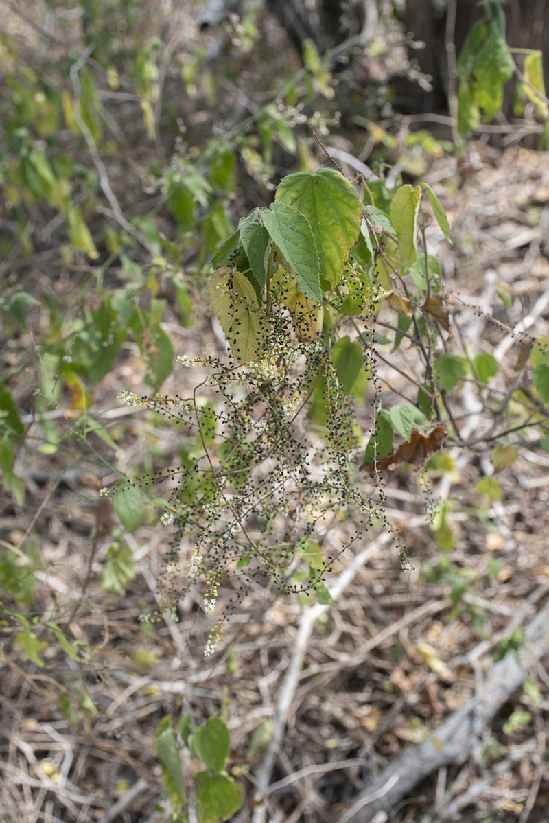 Anredera ramosa photo 2