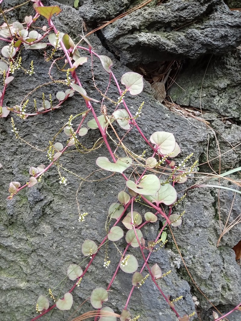 Anredera ramosa photo 3