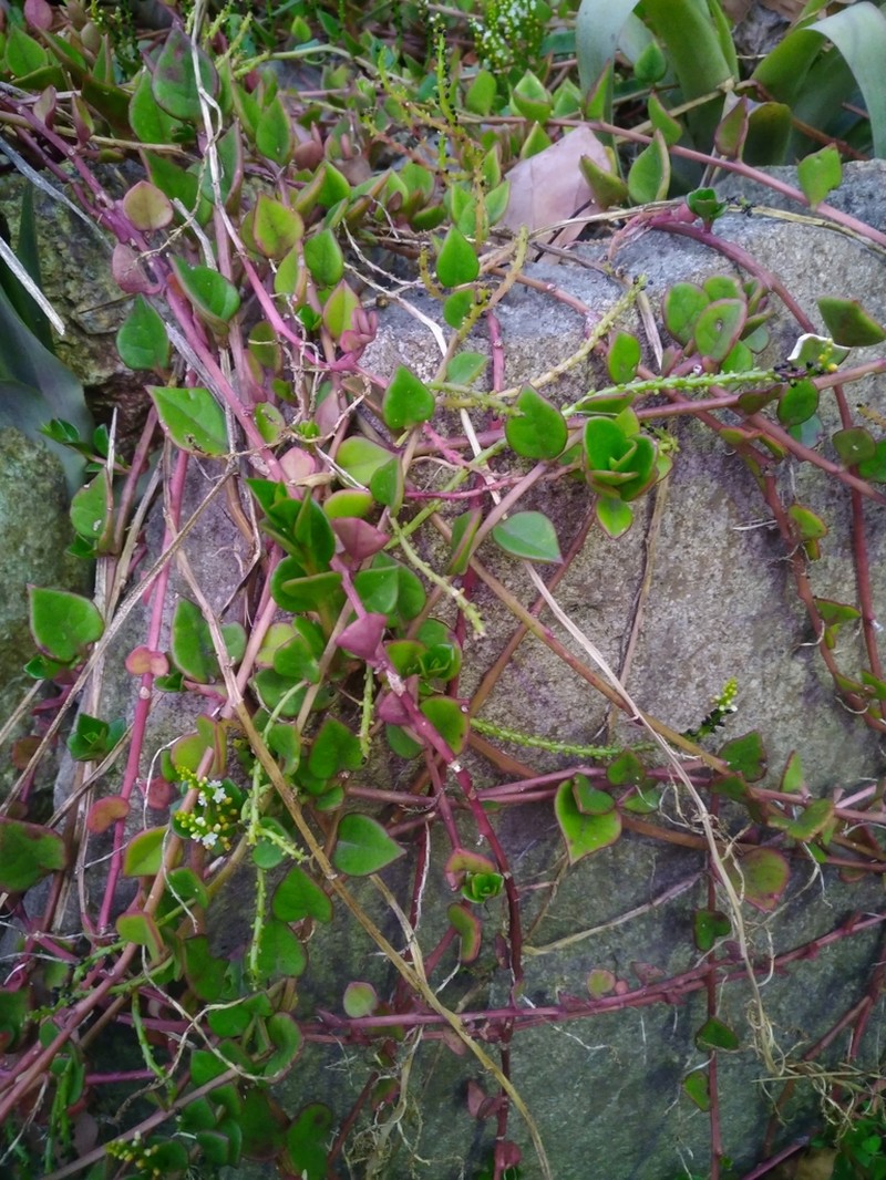 Anredera ramosa photo 4