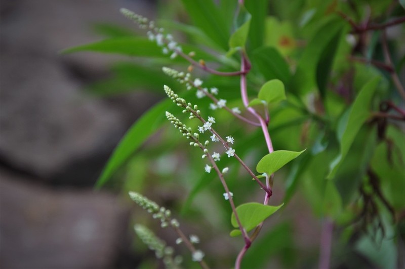 Anredera ramosa photo 5