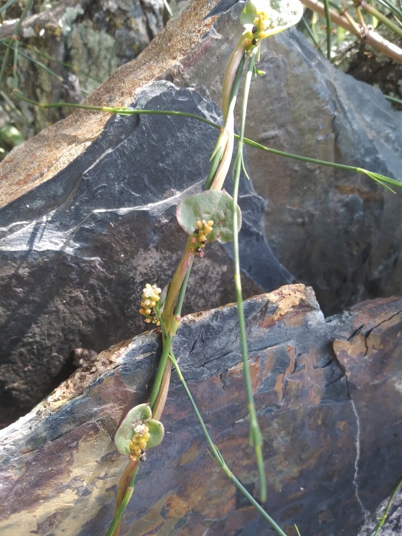 Anredera ramosa photo 6