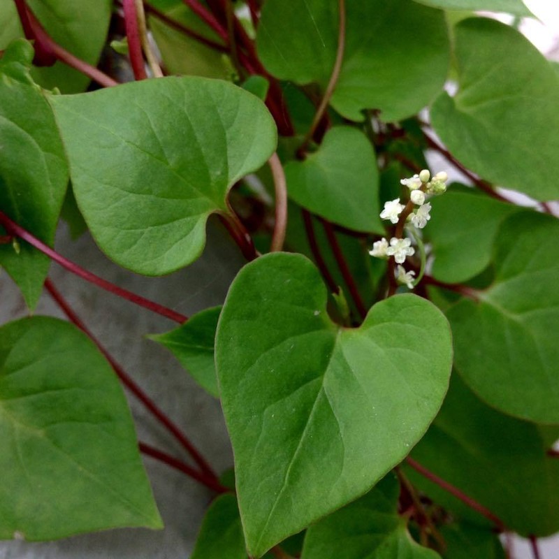 Anredera ramosa photo 8
