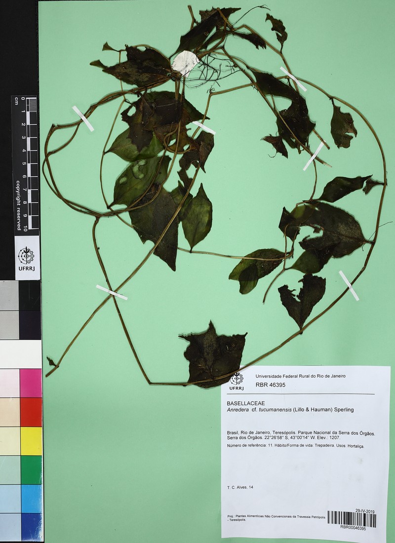 Anredera tucumanensis photo 2