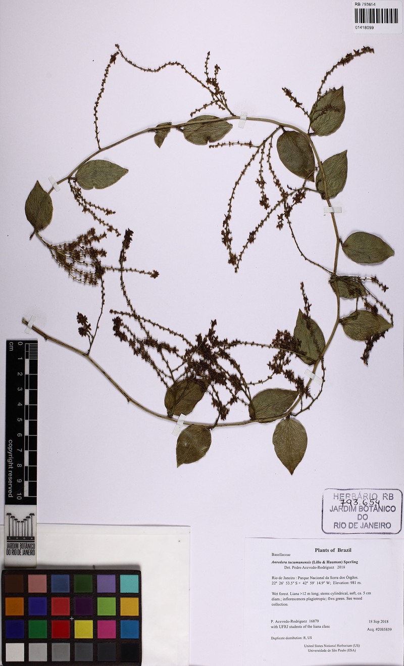 Anredera tucumanensis photo 3