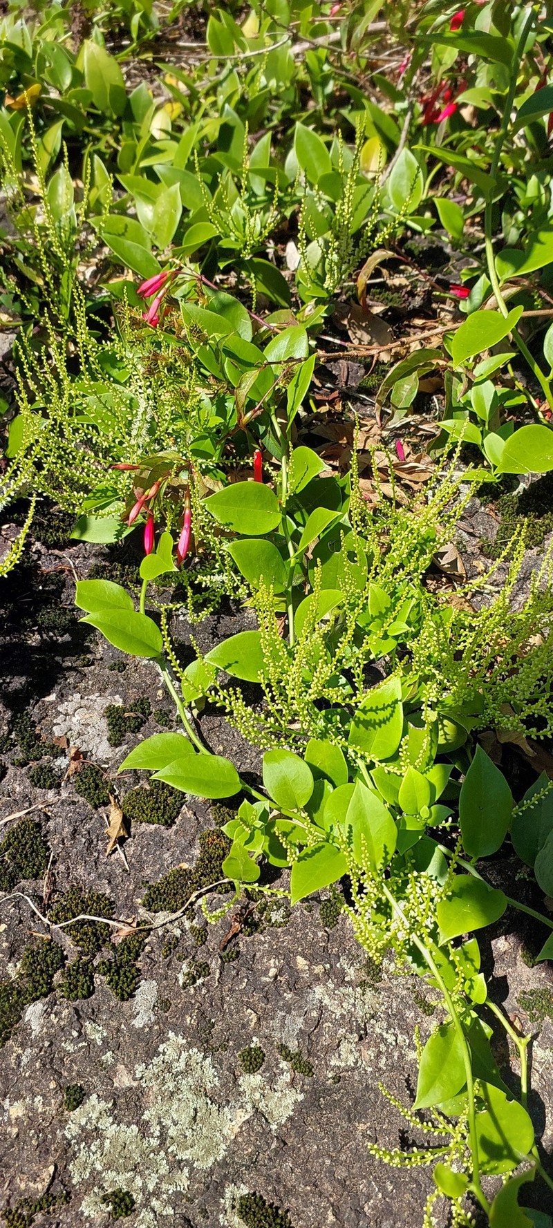 Anredera tucumanensis photo 4