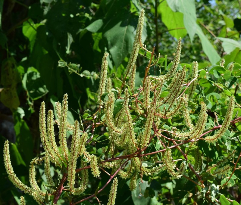 Texas Madeiravine photo 3