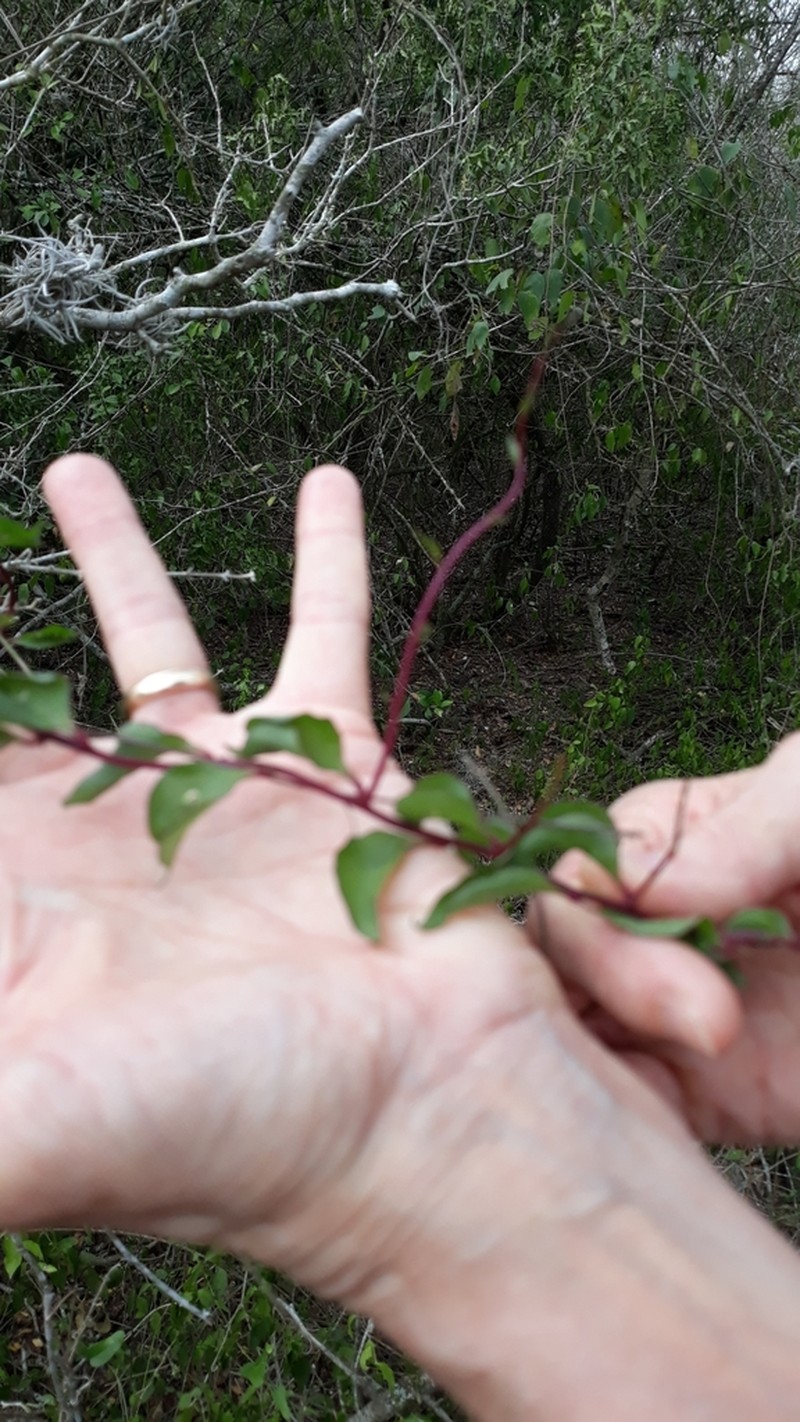 Texas Madeiravine photo 4