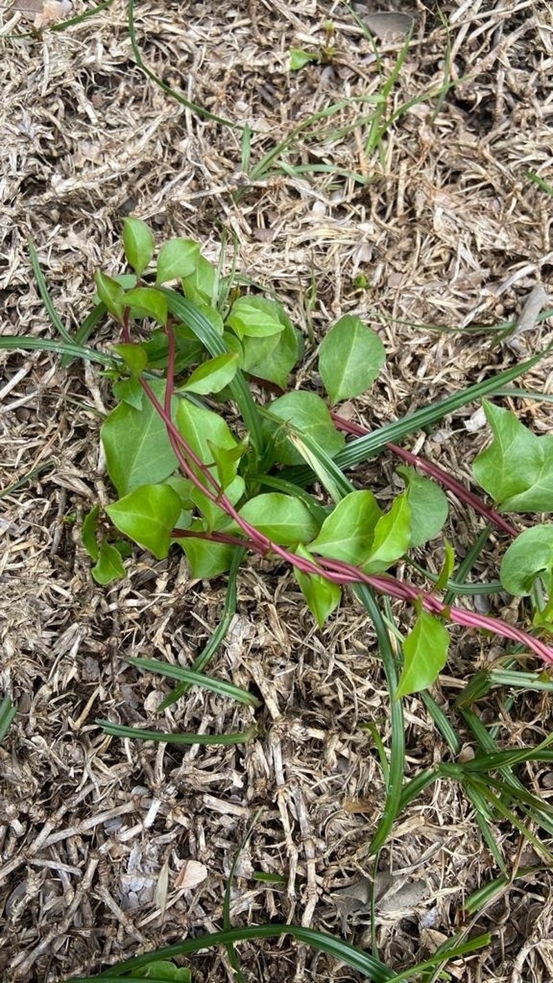 Texas Madeiravine photo 8