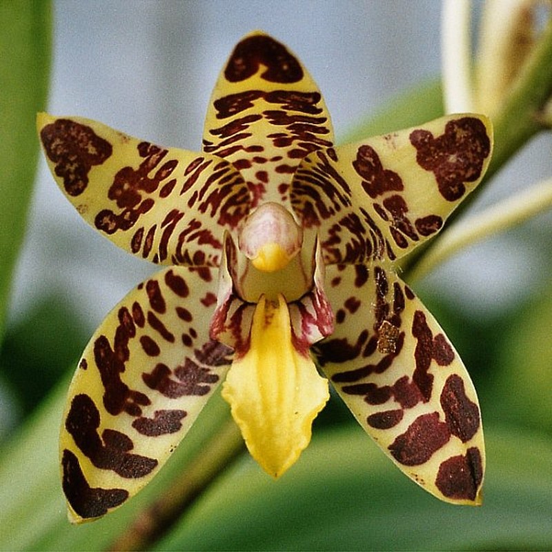 Ansellia africana