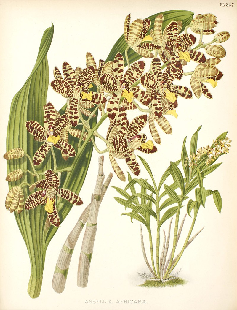 Ansellia africana photo 2