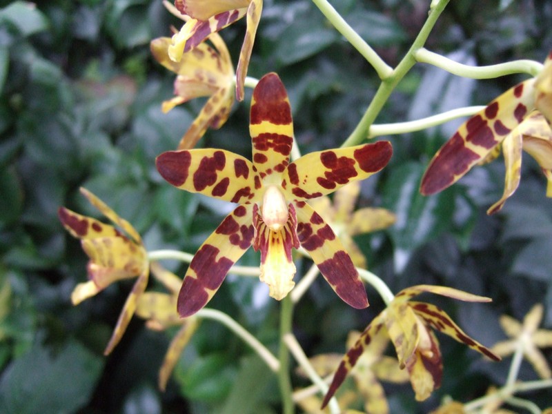 Ansellia africana photo 3