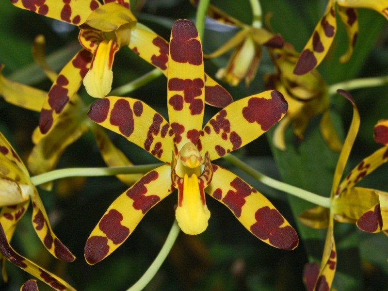 Ansellia africana photo 4