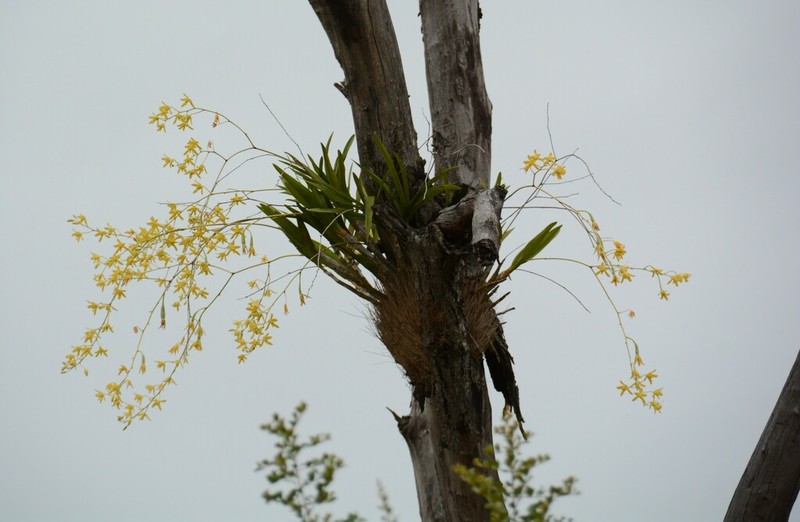 Ansellia africana photo 6