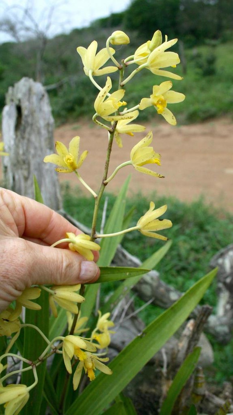 Ansellia africana photo 7