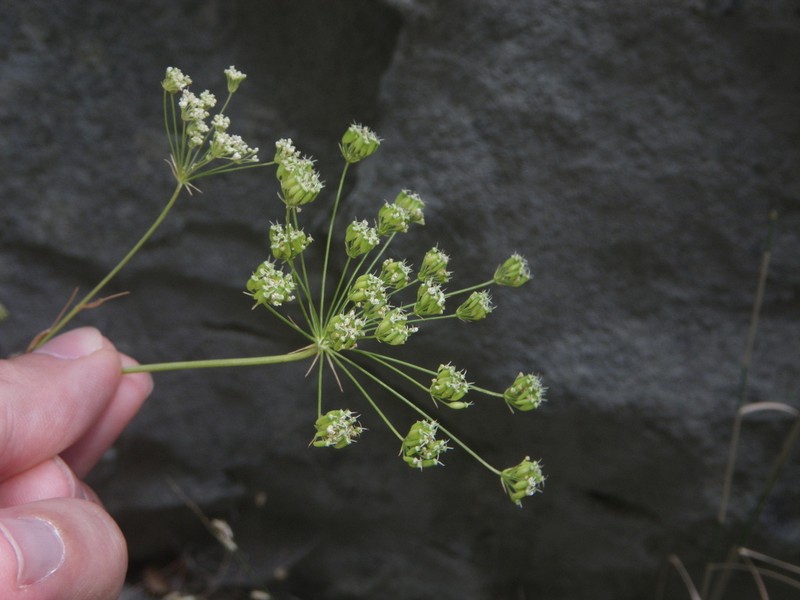 Antalia anatolica