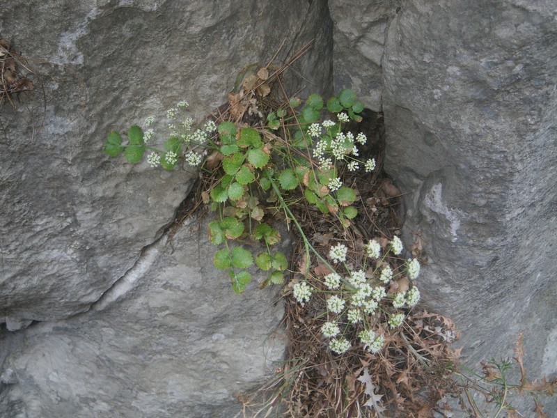 Antalia anatolica photo 2